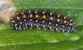 Attēlu rezultāti vaicājumam “Mellicta athalia larva”