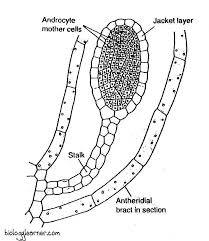 Attēlu rezultāti vaicājumam “Sphagnum angustifolium sporophyte”