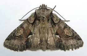 Attēlu rezultāti vaicājumam “Allophyes oxyacanthae”