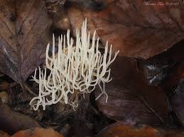 Attēlu rezultāti vaicājumam “Lentaria sp.”