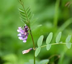 Attēlu rezultāti vaicājumam “Vicia sepium flower”