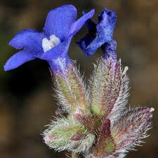 Attēlu rezultāti vaicājumam “Anchusa arvensis flower”