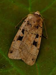 Attēlu rezultāti vaicājumam “Xestia triangulum”