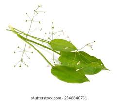 Attēlu rezultāti vaicājumam “Alisma plantago-aquatica”