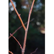 Attēlu rezultāti vaicājumam “Tilia cordata bud”