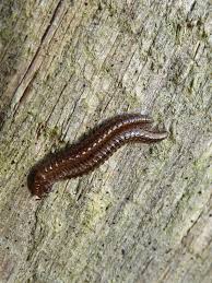 Attēlu rezultāti vaicājumam “Craspedosoma rawlinsi”