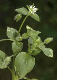 Attēlu rezultāti vaicājumam “Stellaria media bud”