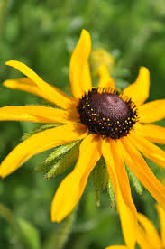 Attēlu rezultāti vaicājumam “Rudbeckia hirta var. hirta flower”