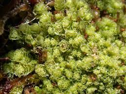 Attēlu rezultāti vaicājumam “Lophozia capitata”