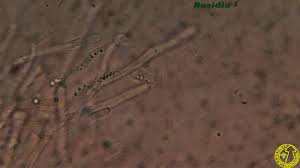 Attēlu rezultāti vaicājumam “Calocera glossoides”