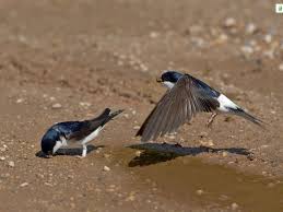 Attēlu rezultāti vaicājumam “Delichon urbicum”