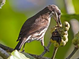 Attēlu rezultāti vaicājumam “Rhabdomiris striatellus imago”