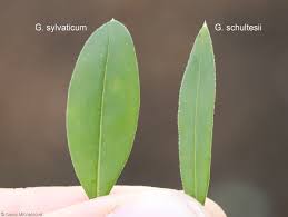 Attēlu rezultāti vaicājumam “Galium schultesii”