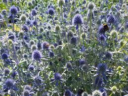 Image result for Edeldistel