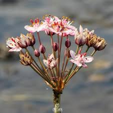 Attēlu rezultāti vaicājumam “Butomus umbellatus bud”