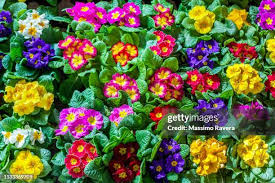 Attēlu rezultāti vaicājumam “Primulaceae”