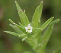 Attēlu rezultāti vaicājumam “Lithospermum officinale flower”