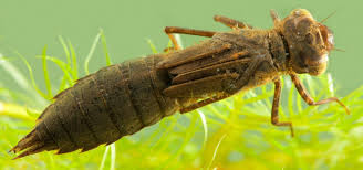 Attēlu rezultāti vaicājumam “Aeshna isoceles”