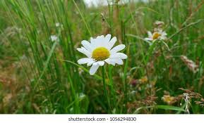 Attēlu rezultāti vaicājumam “Tripleurospermum inodorum flower”