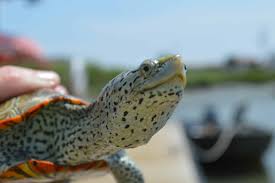 Image result for Malaclemys terrapin