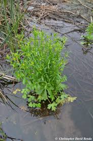 Attēlu rezultāti vaicājumam “Ranunculus sceleratus”