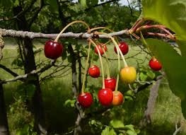 Attēlu rezultāti vaicājumam “Cerasus”