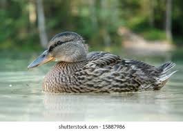 Attēlu rezultāti vaicājumam “Anas strepera female”