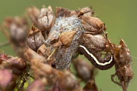 Attēlu rezultāti vaicājumam “Actinotia polyodon”