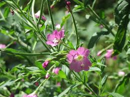 Attēlu rezultāti vaicājumam “Epilobium hirsutum leaf”