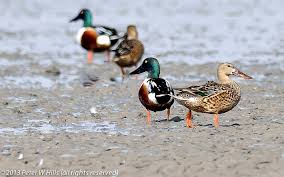 Attēlu rezultāti vaicājumam “Anas clypeata male”