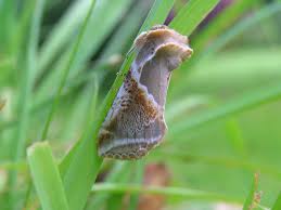 Attēlu rezultāti vaicājumam “Habrosyne pyritoides”