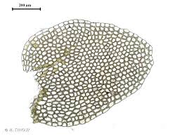 Attēlu rezultāti vaicājumam “Calypogeia neesiana”