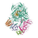 RCSB PDB - 6V93: Structure of DNA Polymerase Zeta/DNA/dNTP Ternary ...