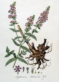 Attēlu rezultāti vaicājumam “Lythrum salicaria leaf”
