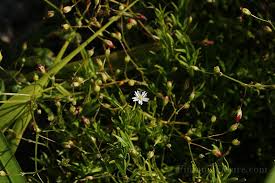Attēlu rezultāti vaicājumam “Stellaria palustris”