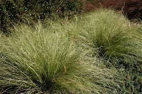 Attēlu rezultāti vaicājumam “Carex scandinavica”