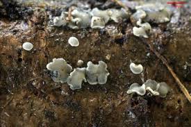 Attēlu rezultāti vaicājumam “Mollisia amenticola”