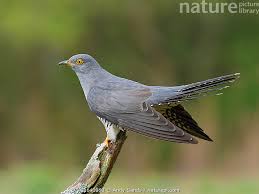 Attēlu rezultāti vaicājumam “Cuculus canorus adult”