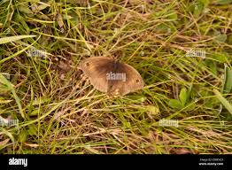 Attēlu rezultāti vaicājumam “Hyponephele lycaon male”