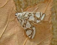 Attēlu rezultāti vaicājumam “Nymphula nitidulata”