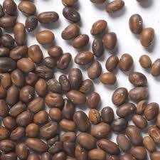 Attēlu rezultāti vaicājumam “Caragana arborescens fruit”