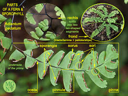 Attēlu rezultāti vaicājumam “Cirriphyllum piliferum sporophyte”