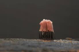 Attēlu rezultāti vaicājumam “Stemonitis fusca young”