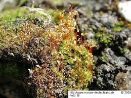 Attēlu rezultāti vaicājumam “Dicranella staphylina macro”