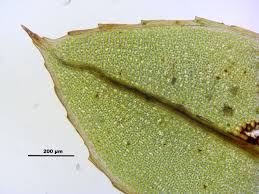 Attēlu rezultāti vaicājumam “Mnium marginatum”