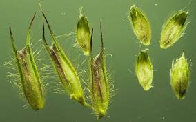 Attēlu rezultāti vaicājumam “Alopecurus aequalis”