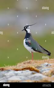 Attēlu rezultāti vaicājumam “Vanellus vanellus adult”