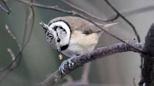 Attēlu rezultāti vaicājumam “Lophophanes cristatus”