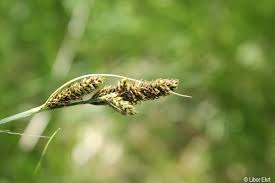 Attēlu rezultāti vaicājumam “Carex hartmanii”