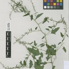 Attēlu rezultāti vaicājumam “Chenopodium acerifolium”